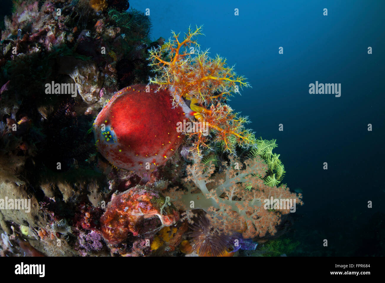 A colorful sea apple (Pseudocolochirus violaceus) clings to a reef in Komodo National Park, Indonesia. This beautiful area harbo Stock Photo
