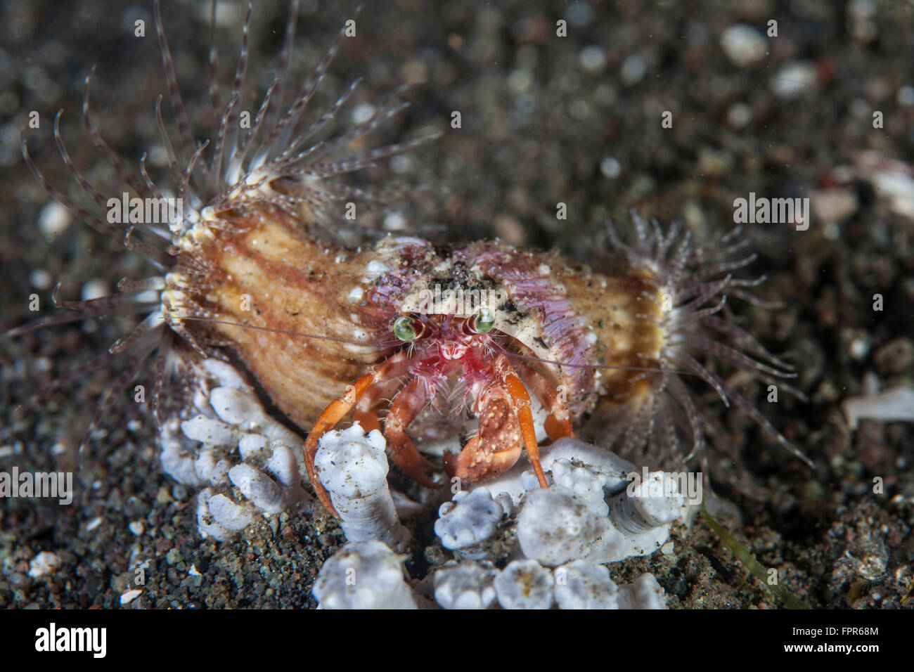 An anemone hermit crab (Dardanus pedunculatus) crawls across the seafloor of Komodo National Park, Indonesia. This beautiful are Stock Photo