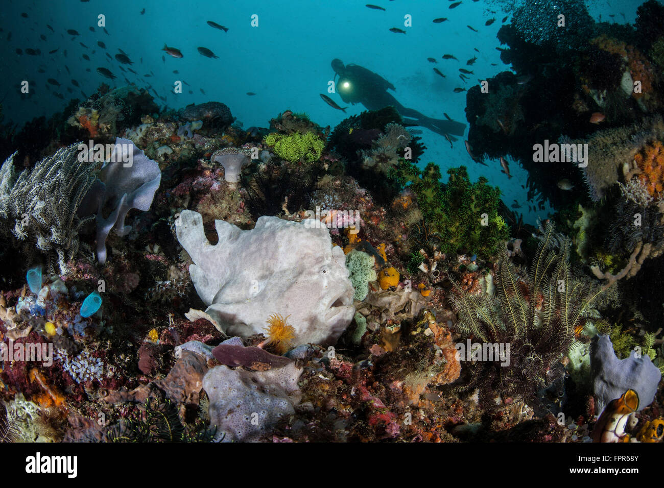 A giant frogfish (Antennarius commerson) blends into its reef surroundings in Komodo National Park, Indonesia. This beautiful ar Stock Photo