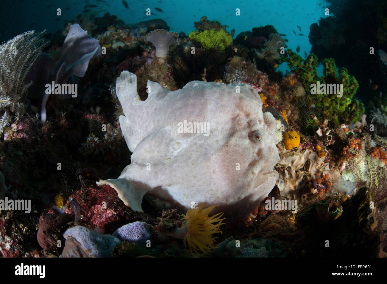 A giant frogfish (Antennarius commerson) blends into its reef surroundings in Komodo National Park, Indonesia. This beautiful ar Stock Photo