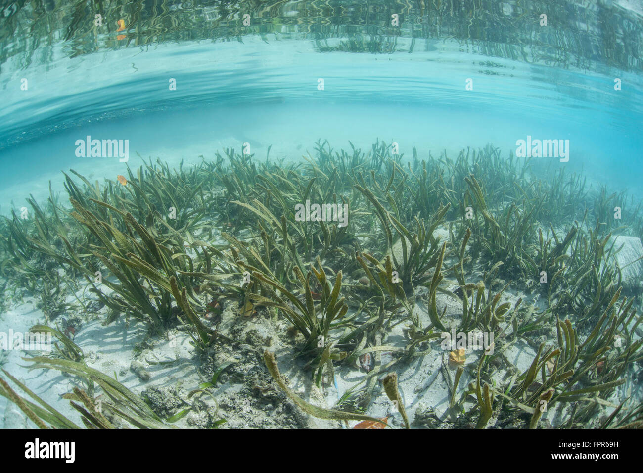 A sea grass meadow grows in the shallow water of Raja Ampat, Indonesia. This remote region is known as the heart of the Coral Tr Stock Photo