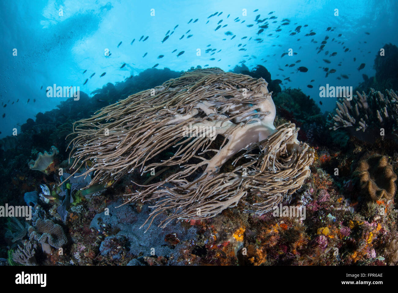 Strong current sweeps along a reef slope in Komodo National Park, Indonesia. This tropical region in Indonesia is known for its Stock Photo