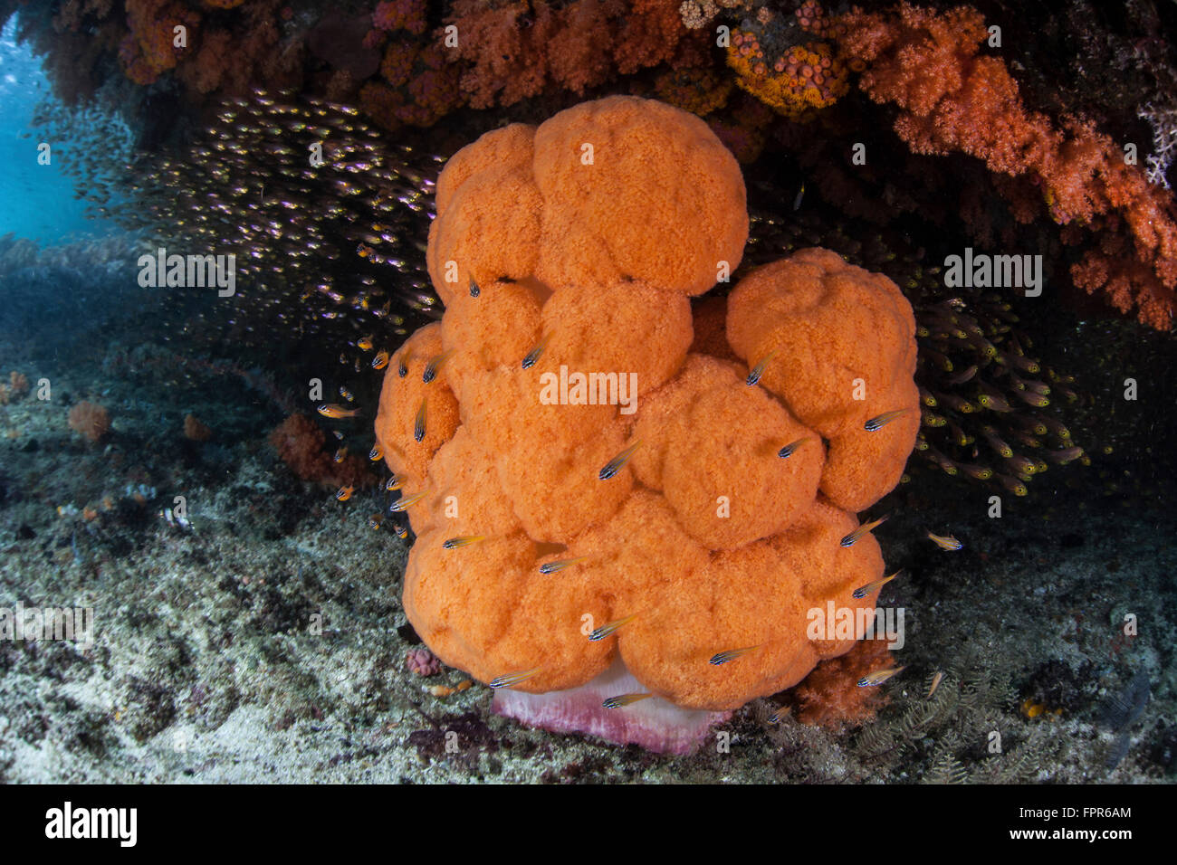 An orange soft coral colony grows in a current-swept channel of Raja Ampat, Indonesia. This remote region is known as the heart Stock Photo