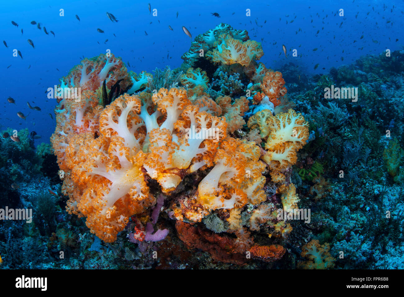 A beautiful cluster of soft coral colonies grows on a healthy coral ...