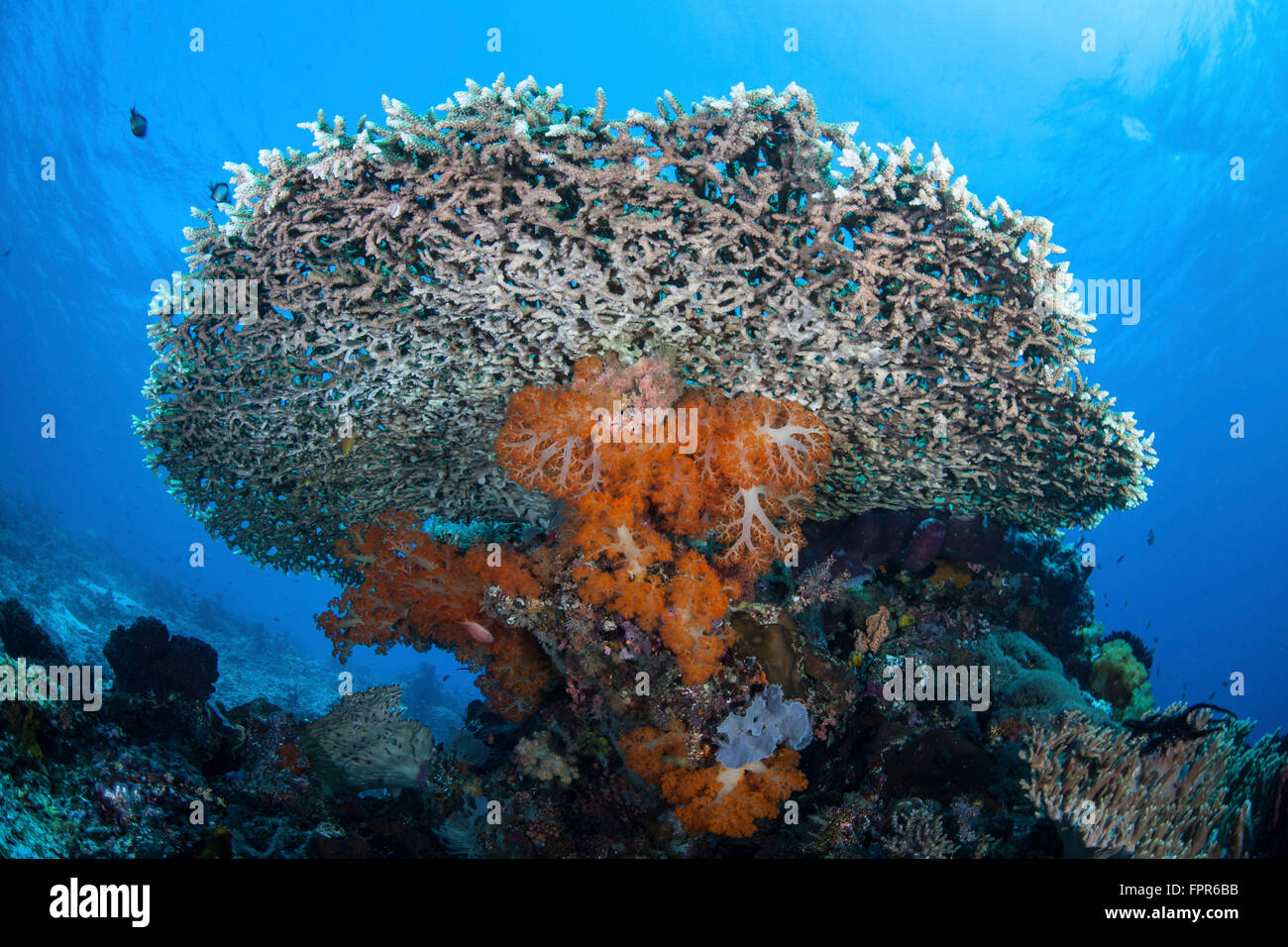 Soft corals grow beneath a large table coral in Komodo National Park ...