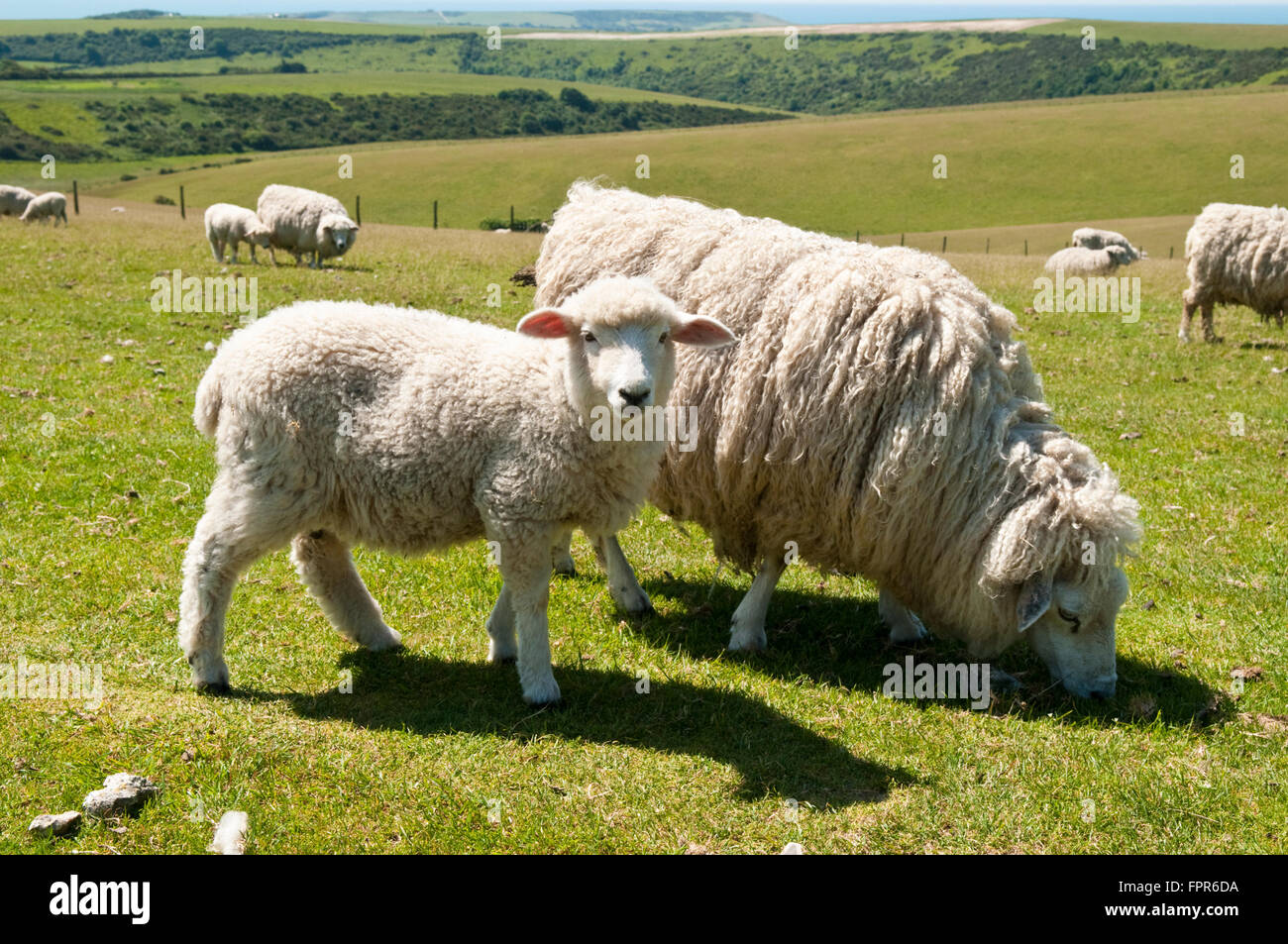 Sheep grazing in a field on the South Downs Way near Alfriston in East Sussex, England Stock Photo