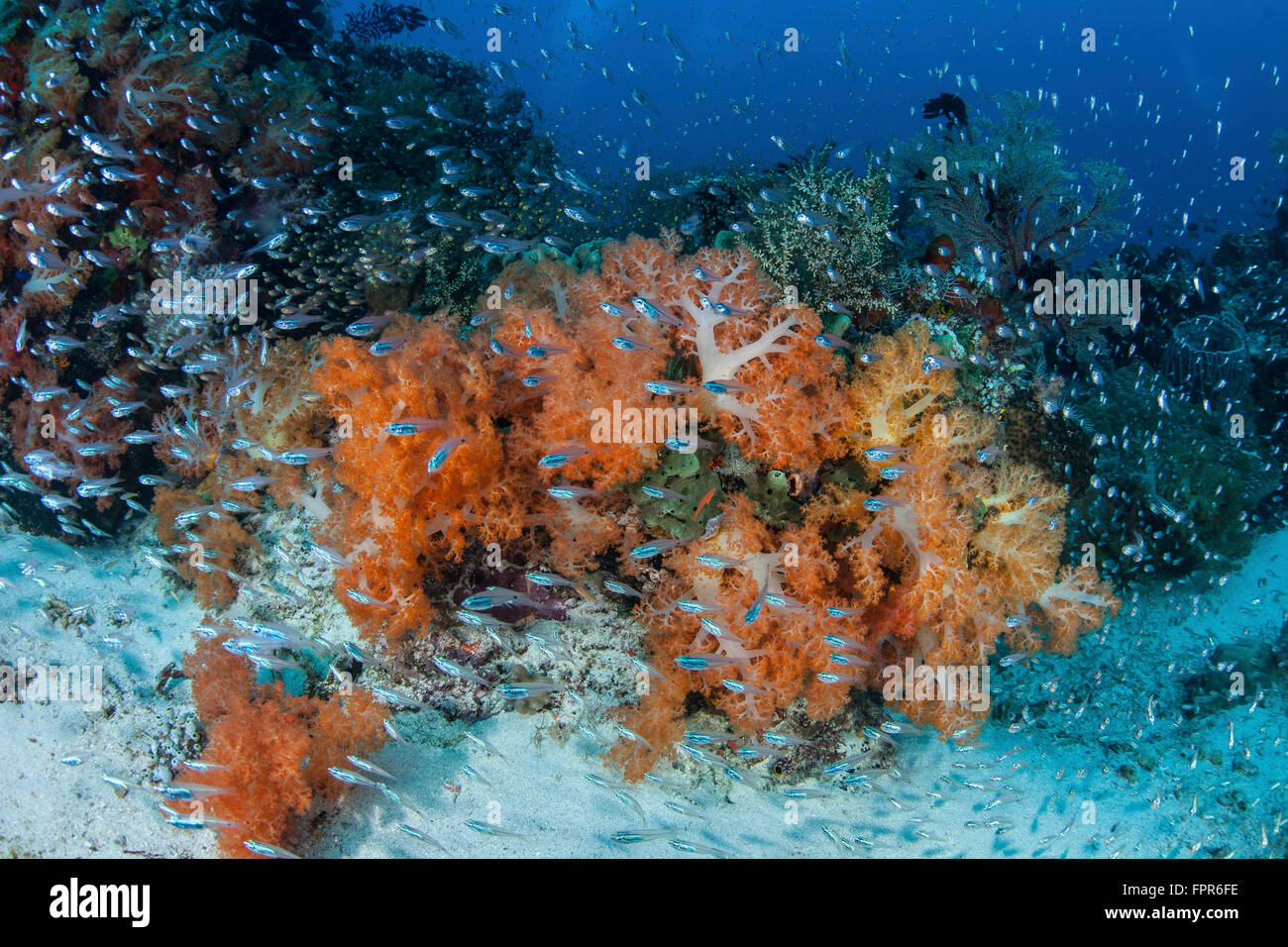 Cardinalfish surround a beautiful set of soft corals in Komodo National Park, Indonesia. This tropical region in Indonesia is kn Stock Photo