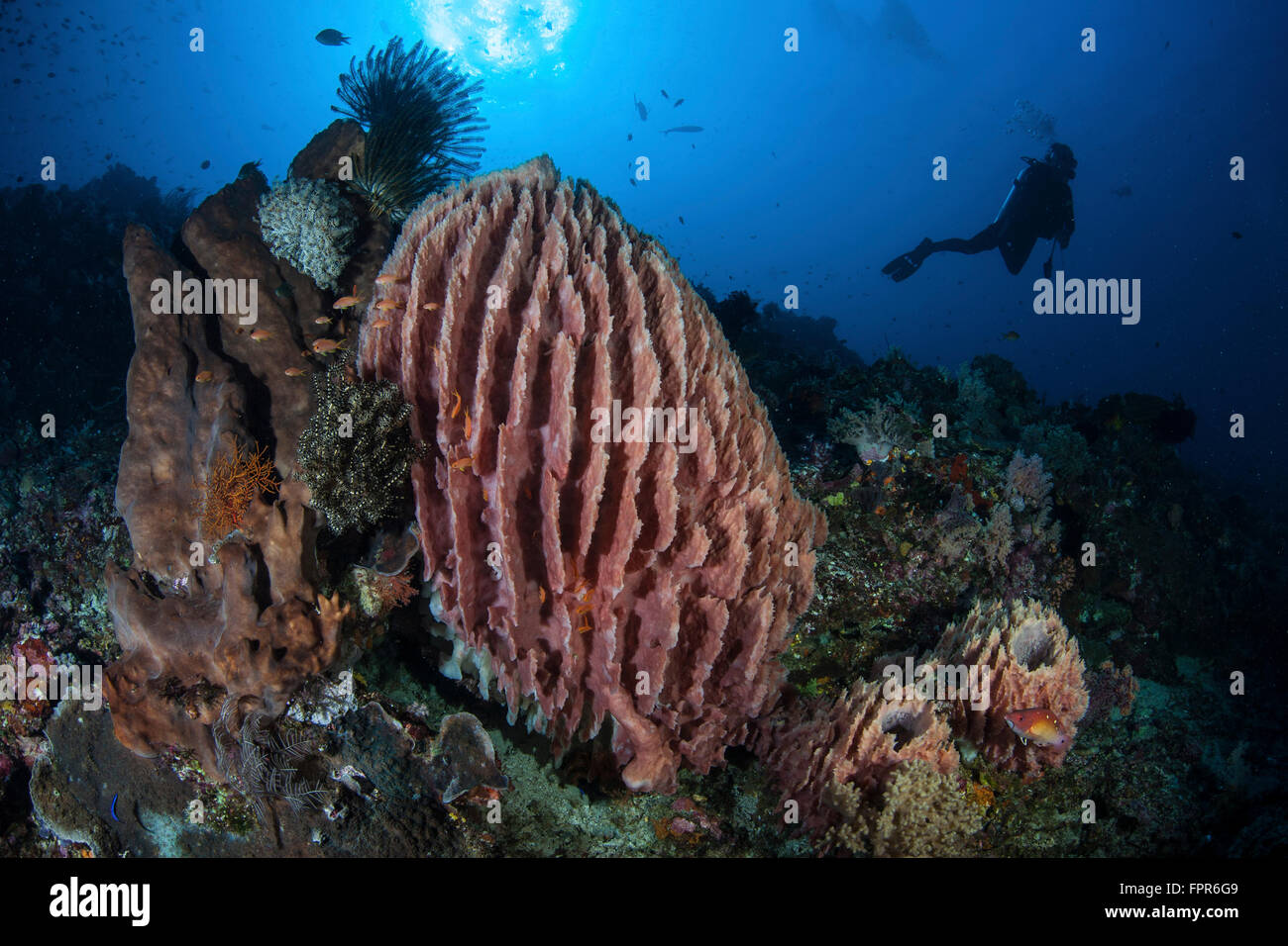 A scuba diver explores a reef in Komodo National Park where large barrel sponges grow. This tropical region in Indonesia is know Stock Photo