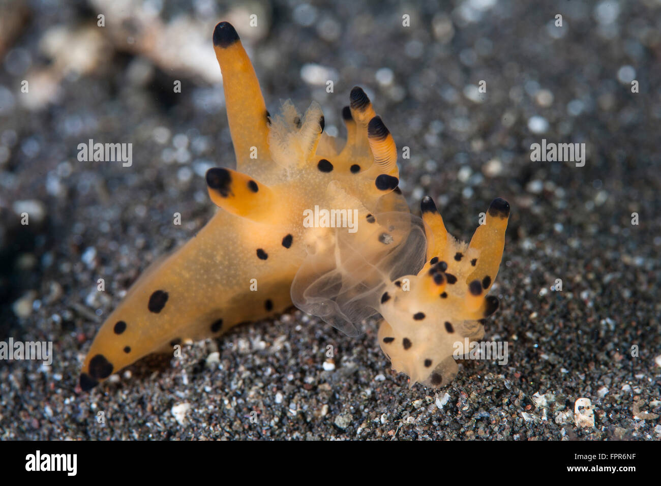 A pair of rare, undescribed nudibranch (Thecacera sp.) mate on the seafloor in Komodo National Park, Indonesia. This beautiful a Stock Photo