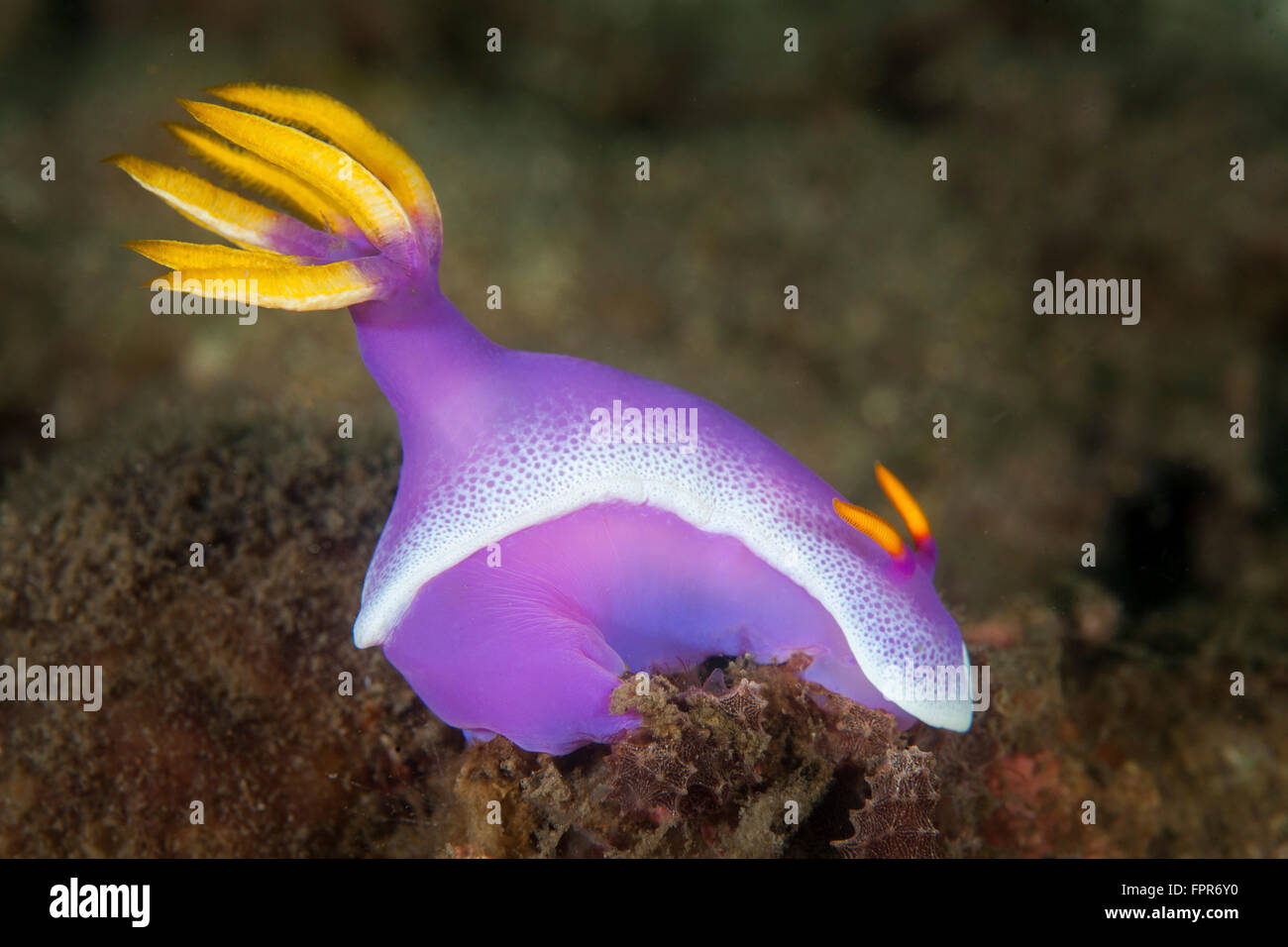 A gorgeous nudibranch (Hypselodoris bullockii) searches for sponges to feed on in Komodo National Park, Indonesia. This tropical Stock Photo