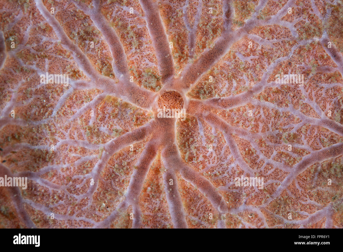 Detail of an encrusting sponge growing on a reef in Komodo National Park, Indonesia. This tropical region in Indonesia is known Stock Photo