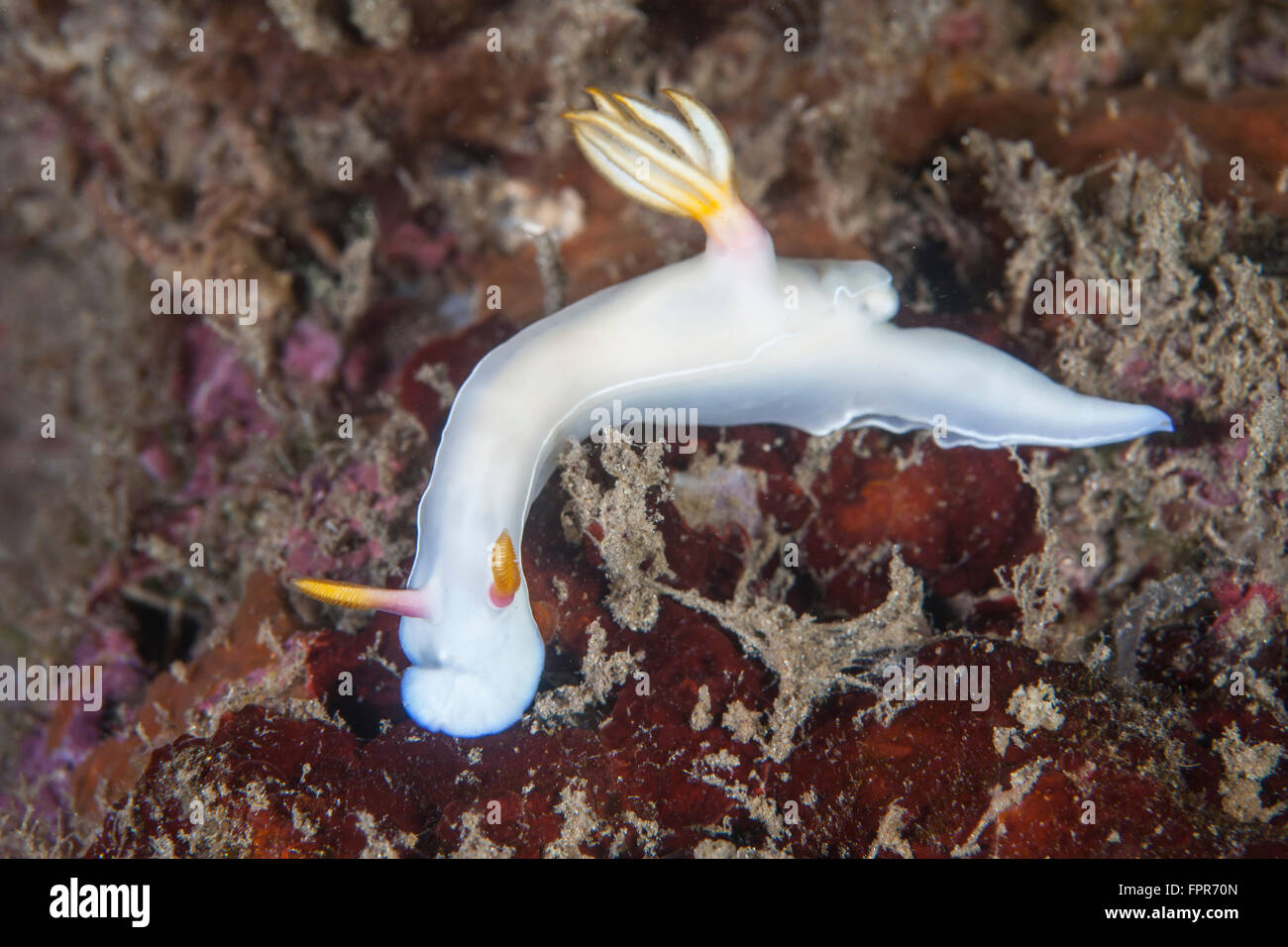 A beautiful nudibranch (Hypselodoris bullockii) crawls slowly across a reef in Indonesia. This tropical region, within the Coral Stock Photo