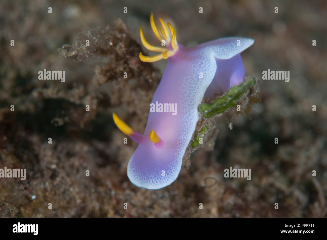A beautiful nudibranch (Hypselodoris bullockii) crawls slowly across a reef in Indonesia. This tropical region, within the Coral Stock Photo