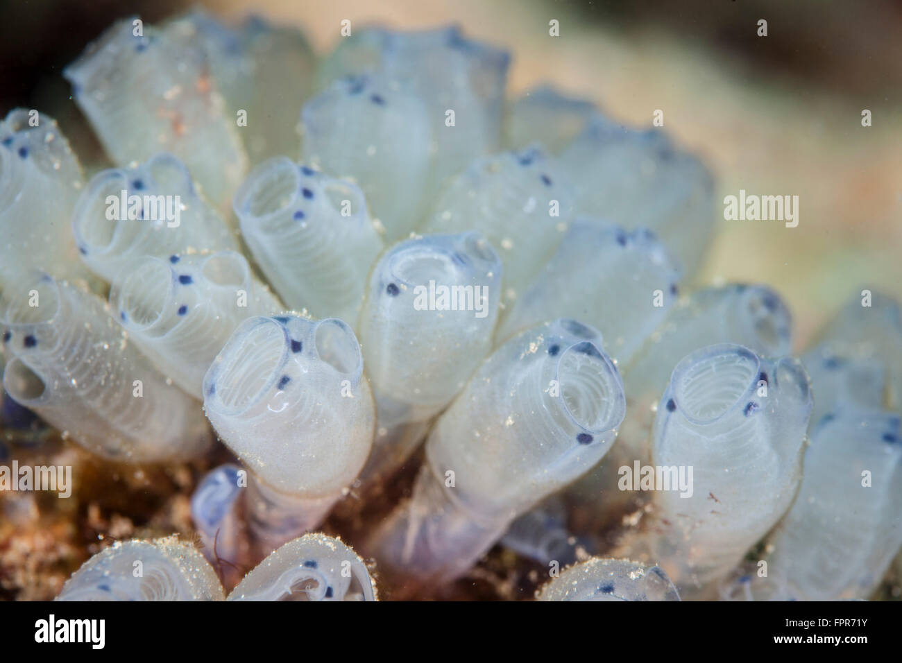 A beautiful set of tiny tunicates grows on a reef in Indonesia.This tropical region, within the Coral Triangle, is home to an in Stock Photo