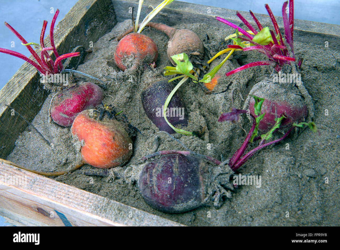 Barbecued clamped heritage beetroot, beetroot skodicia, feta and olives Stock Photo