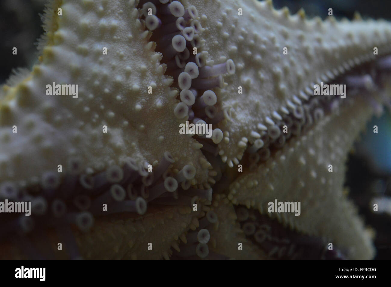 starfish 1 low on feet