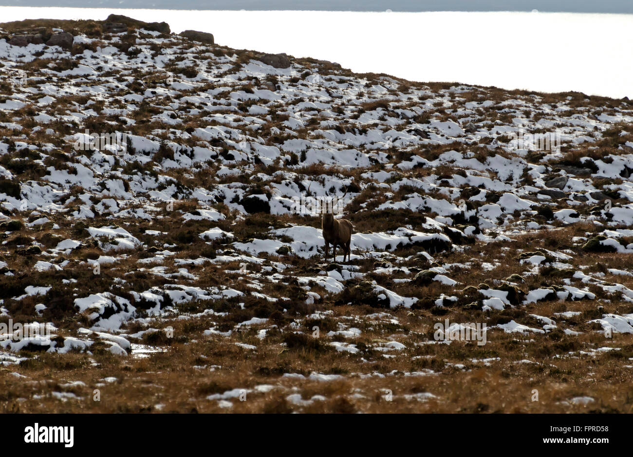 Wild red deer stag photographed from the Summer Isles Road, near Ullapool in the Western Highlands of Scotland Stock Photo