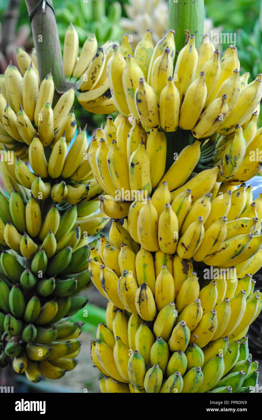 Bananas banana fruit Thailand Stock Photo Alamy