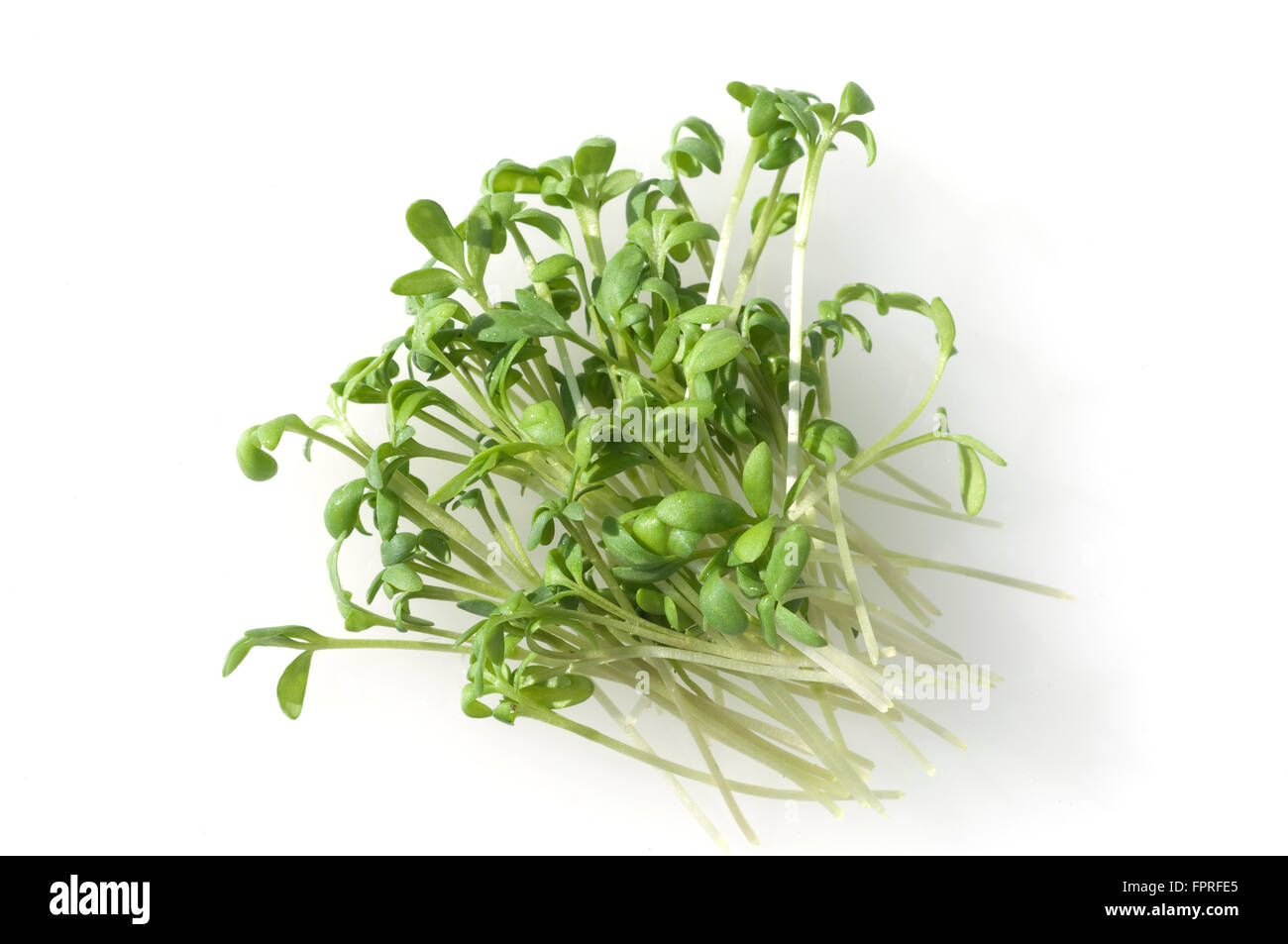 Gartenkresse; Lepidium Sativum Stock Photo