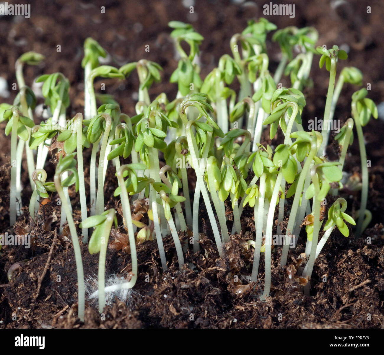 Gartenkresse; Lepidium Sativum Stock Photo Alamy