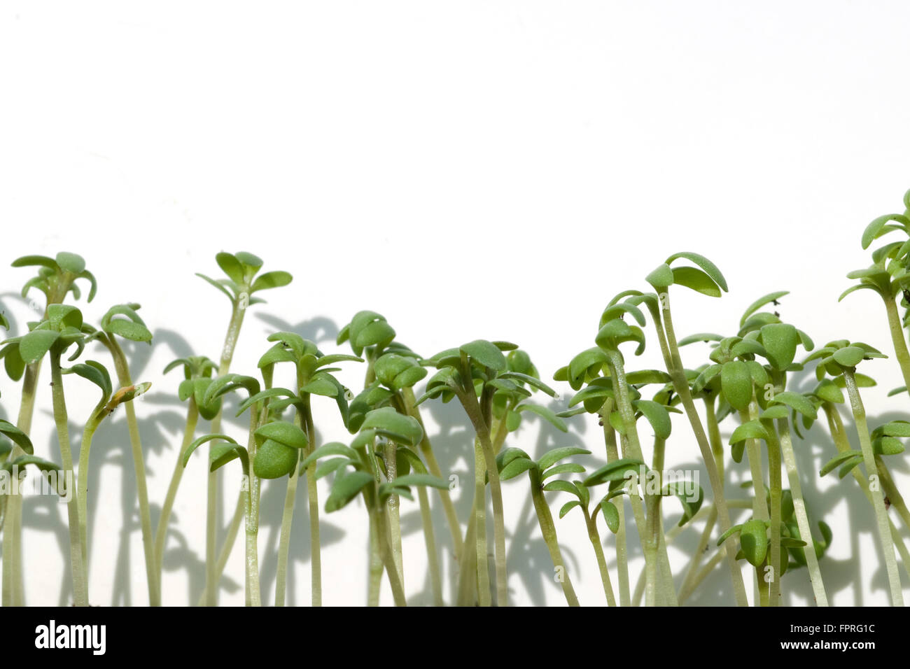 Gartenkresse; Lepidium Sativum Stock Photo