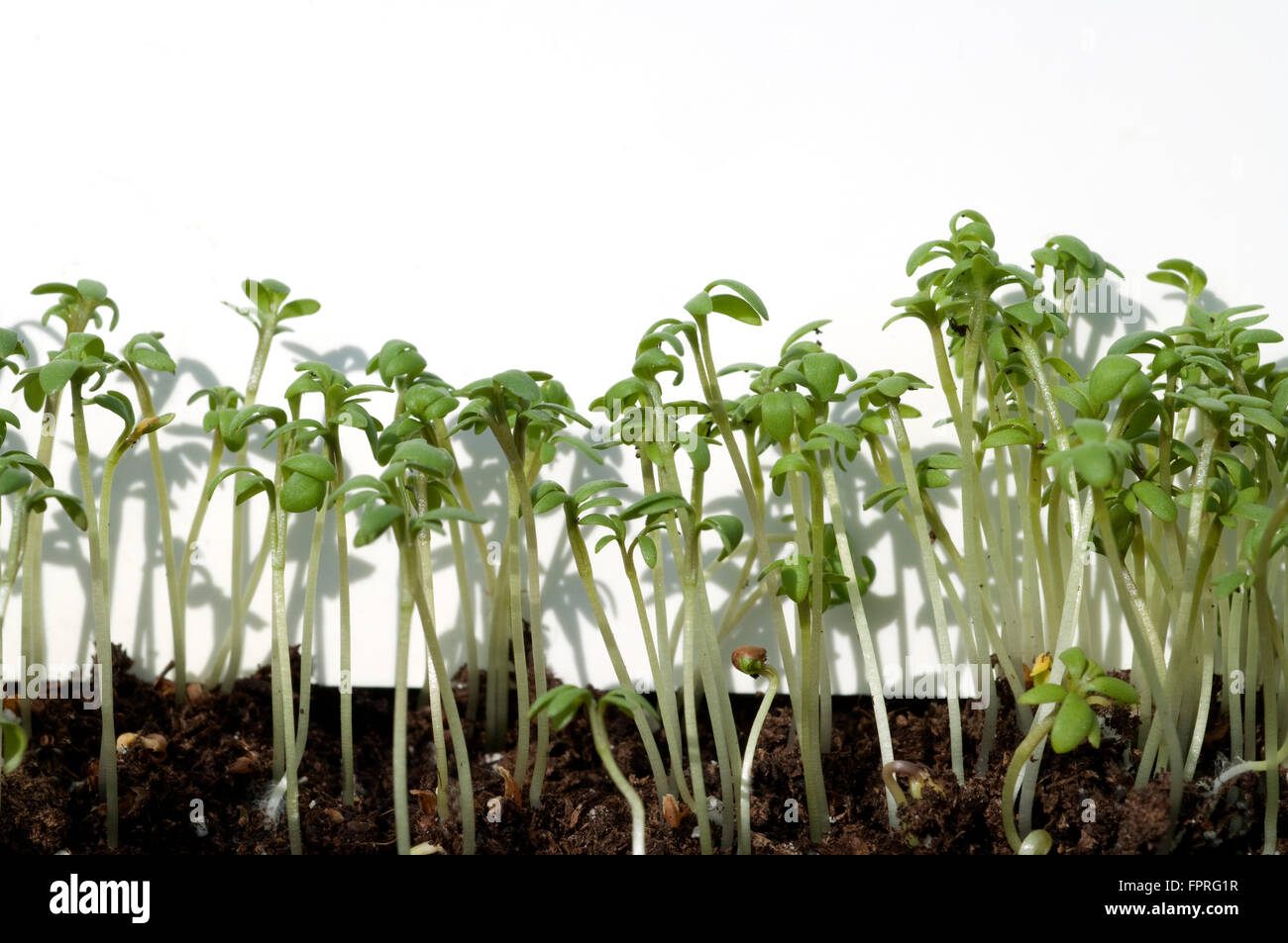 Gartenkresse; Lepidium Sativum Stock Photo