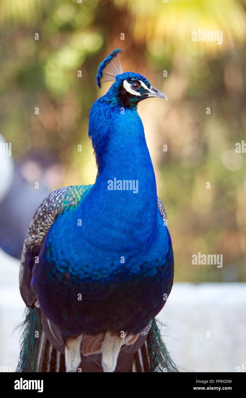 Peacock (male) in the Campo Grande Park, Valladolid, Spain Stock Photo