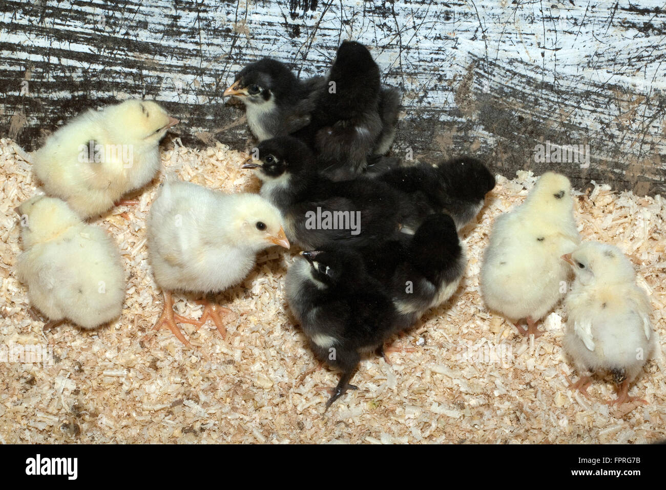 Deutsches, Langschan, Huhn, Kueken Stock Photo