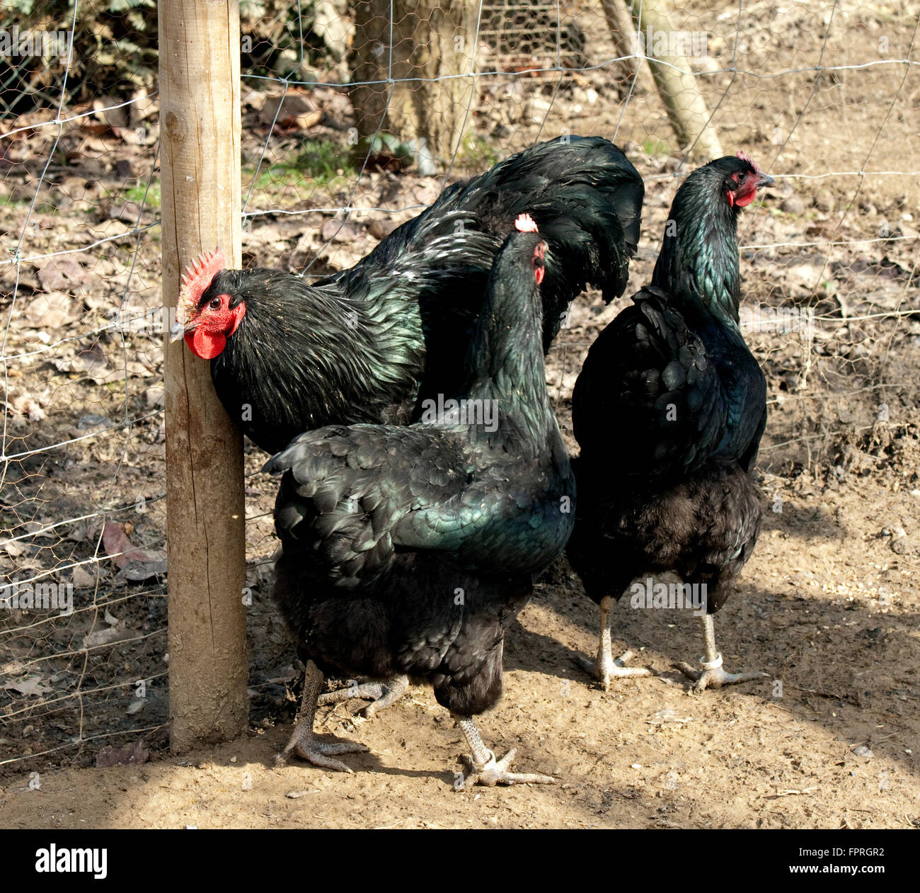 Deutsches, Langschan, Huhn, Stock Photo