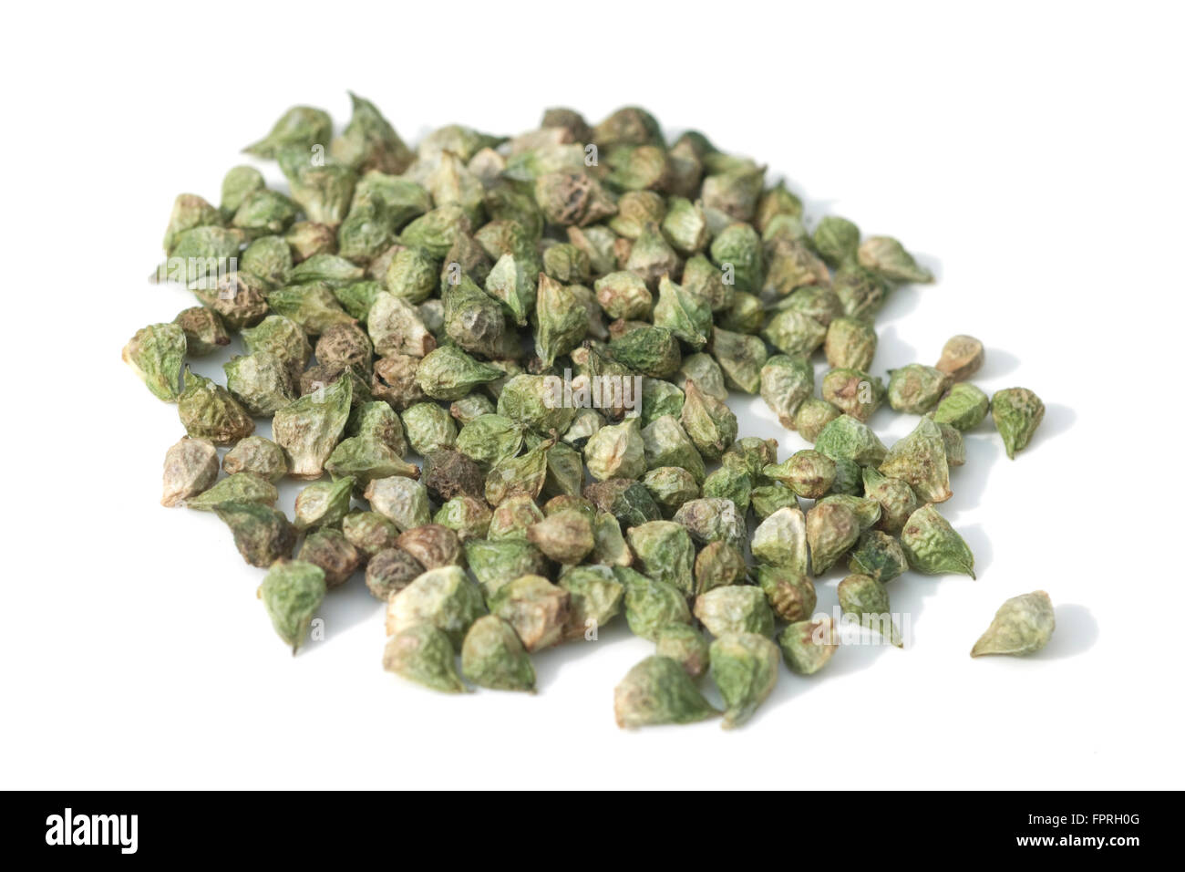 Sommeradonis; Samen Stock Photo