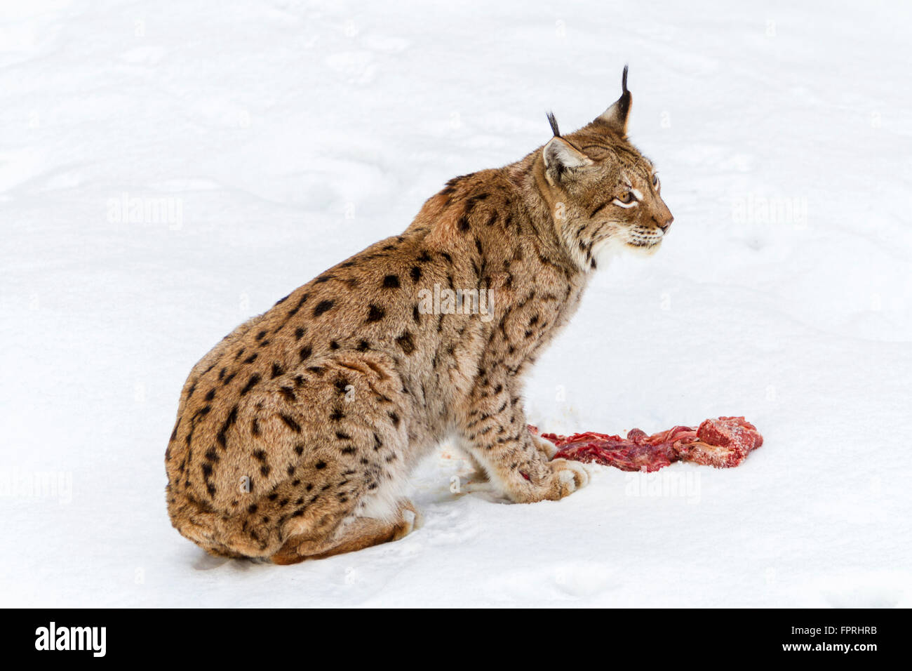Eurasian lynx (Lynx lynx) eating meat in the snow in winter, bavarian forest Germany Stock Photo