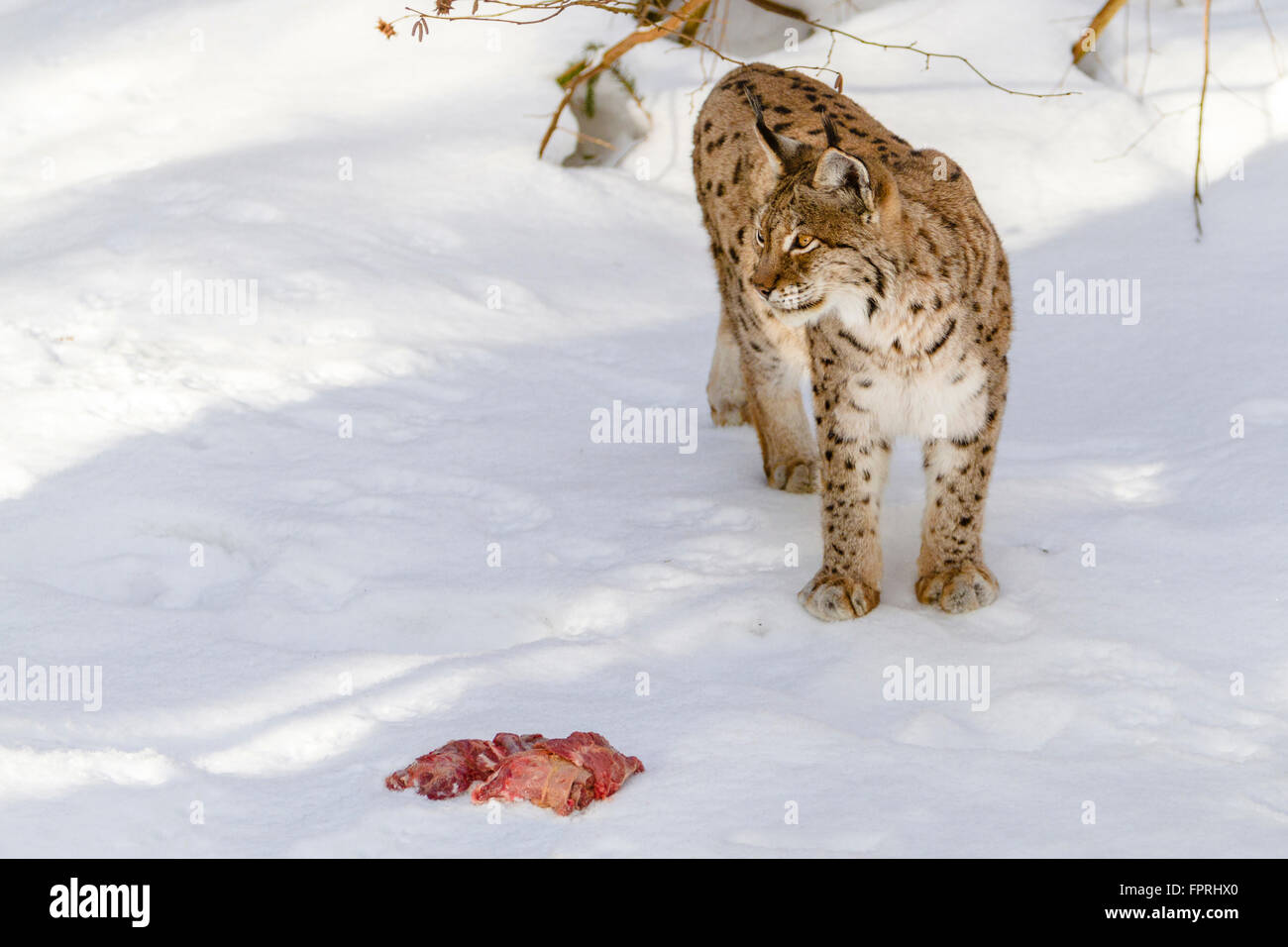 Eurasian lynx (Lynx lynx) standing in front of the meat in the snow in winter, bavarian forest Germany Stock Photo