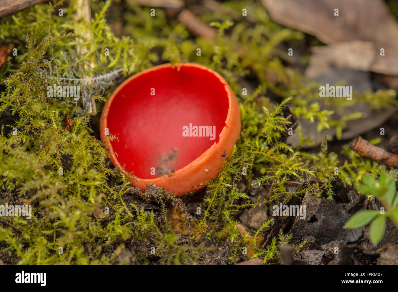 Scarlet Elfcup(Sarcoscypha austriaca) fungus. Stock Photo