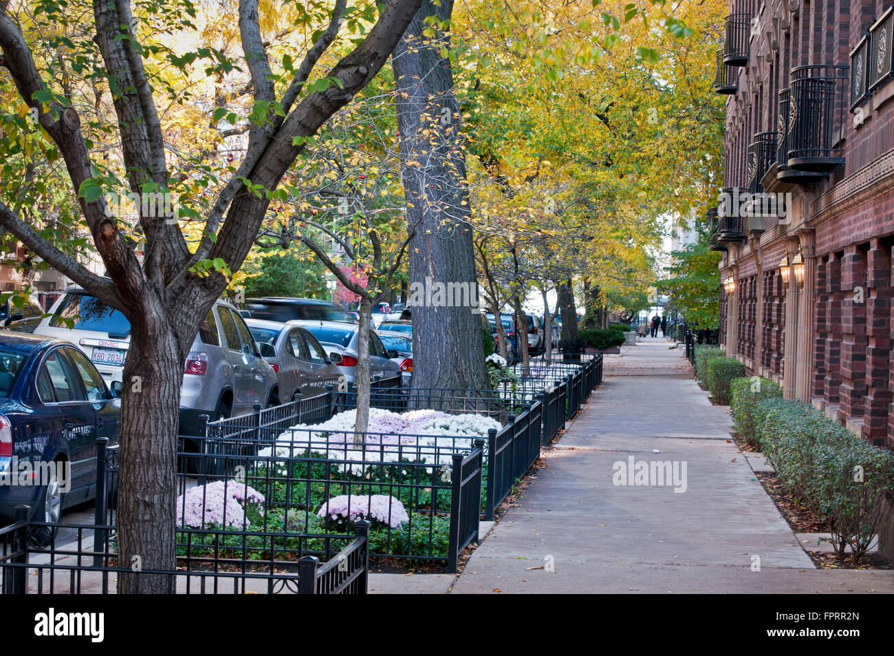 Autumn color on the city streets of an urban neighborhood in downtown Chicago, Illinois. Stock Photo