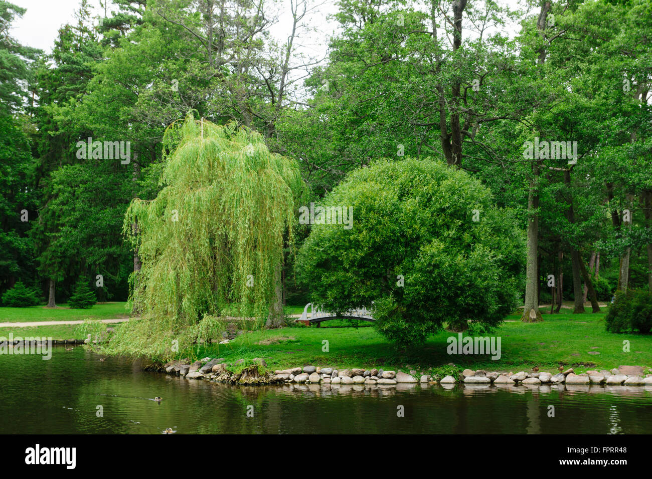 two beautiful trees with magnificent krone in park Stock Photo
