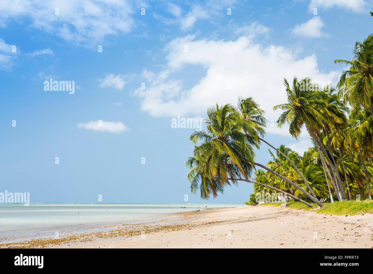 Geography/travel, Americas, South America, Brazil, Alagoas, Patacho beach, coconut palms, tropical vegetation, sandy beach Stock Photo