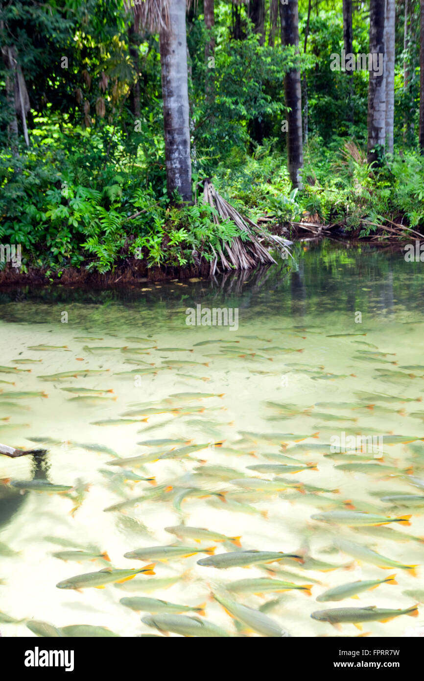 South America, Brazil, Pantanal, Mato Grosso. A fish-filled river with schooling Piraputanga (Brycon hilarii) and Dourado (Salminus brasiliensis) Stock Photo