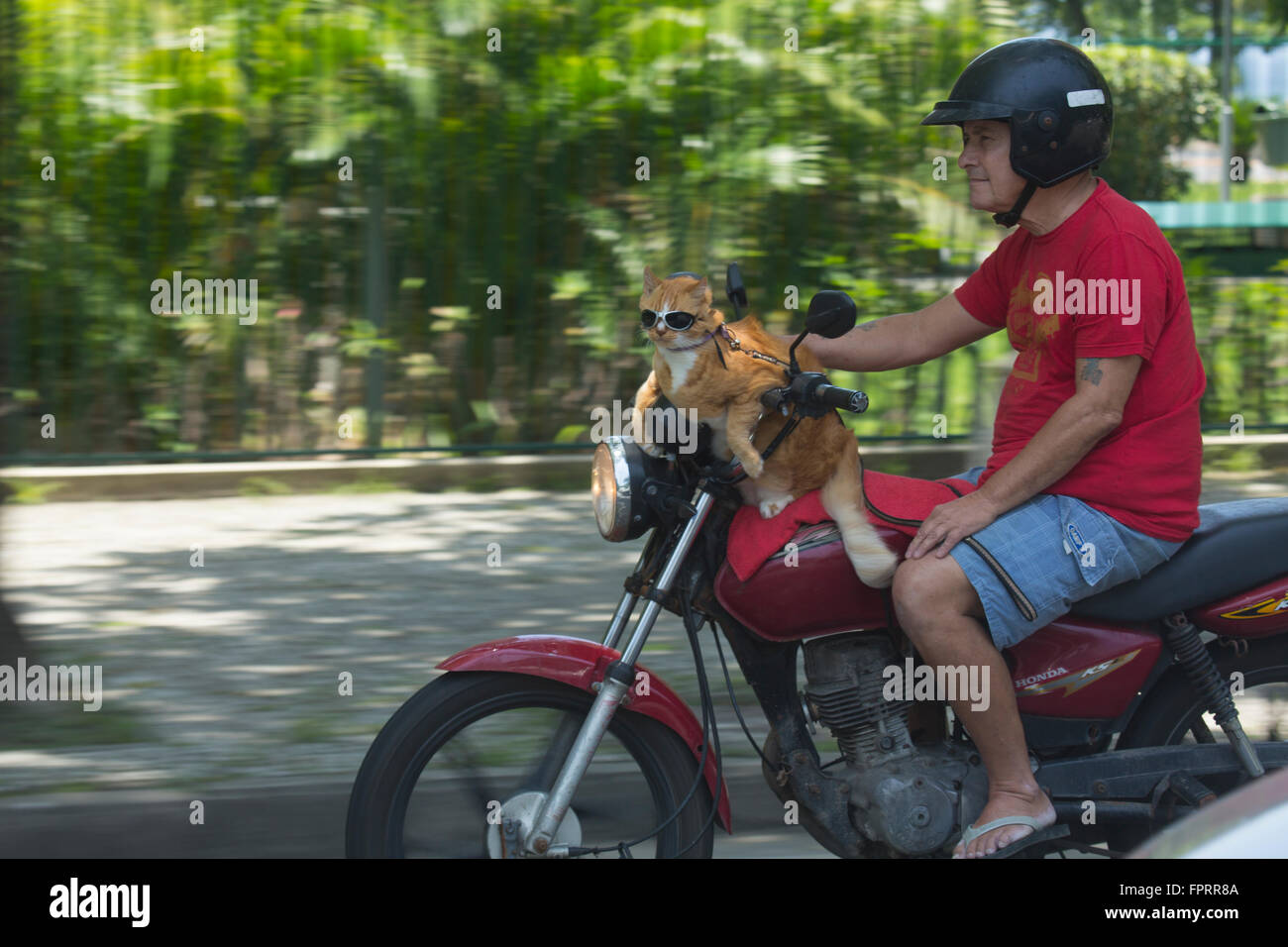 Ginger cat in sunglasses riding a motorbike Stock Photo