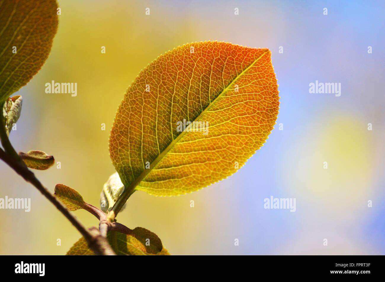 Spring viburnum leaf close up Stock Photo