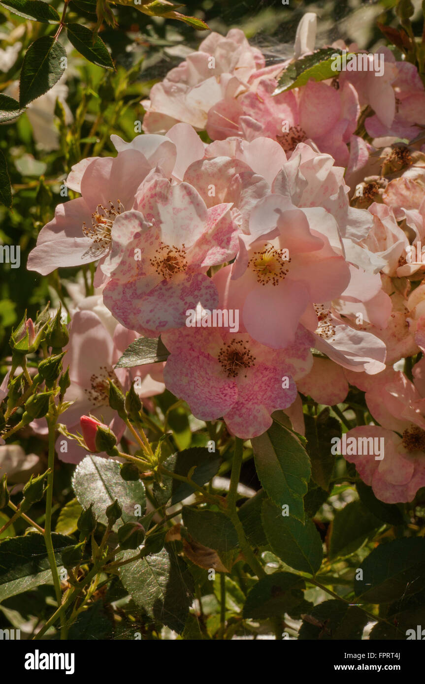Rosa, Rose CAPE COD Stock Photo Alamy