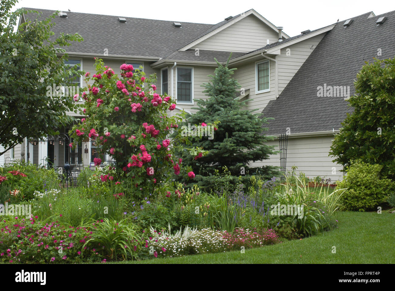 Garden Island  with Rose  John Cabot on Trellis Stock Photo