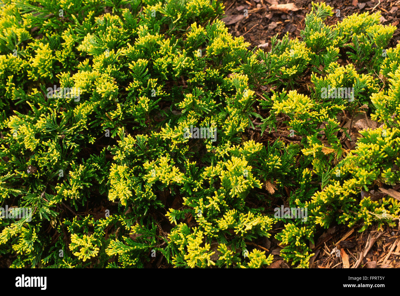 Juniper , Juniperus  horizontalis 'Mother Lode' Stock Photo