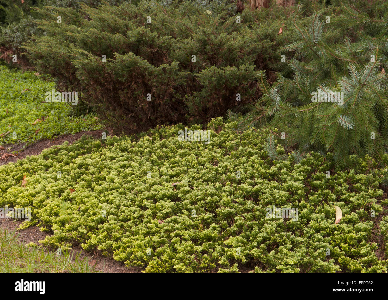 Juniper , Juniperus  horizontalis 'Mother Lode' Stock Photo