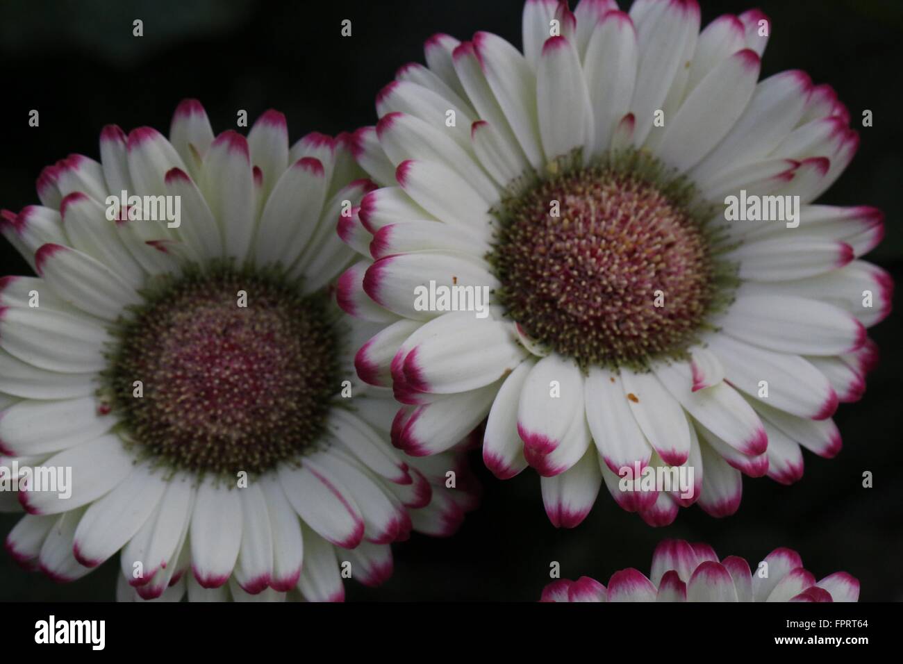 Pink Ruffle Flower Stock Photo