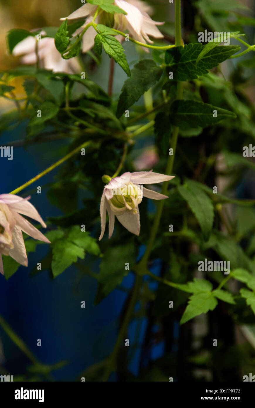 Clematis alpina pink flamingo hires stock photography and images Alamy