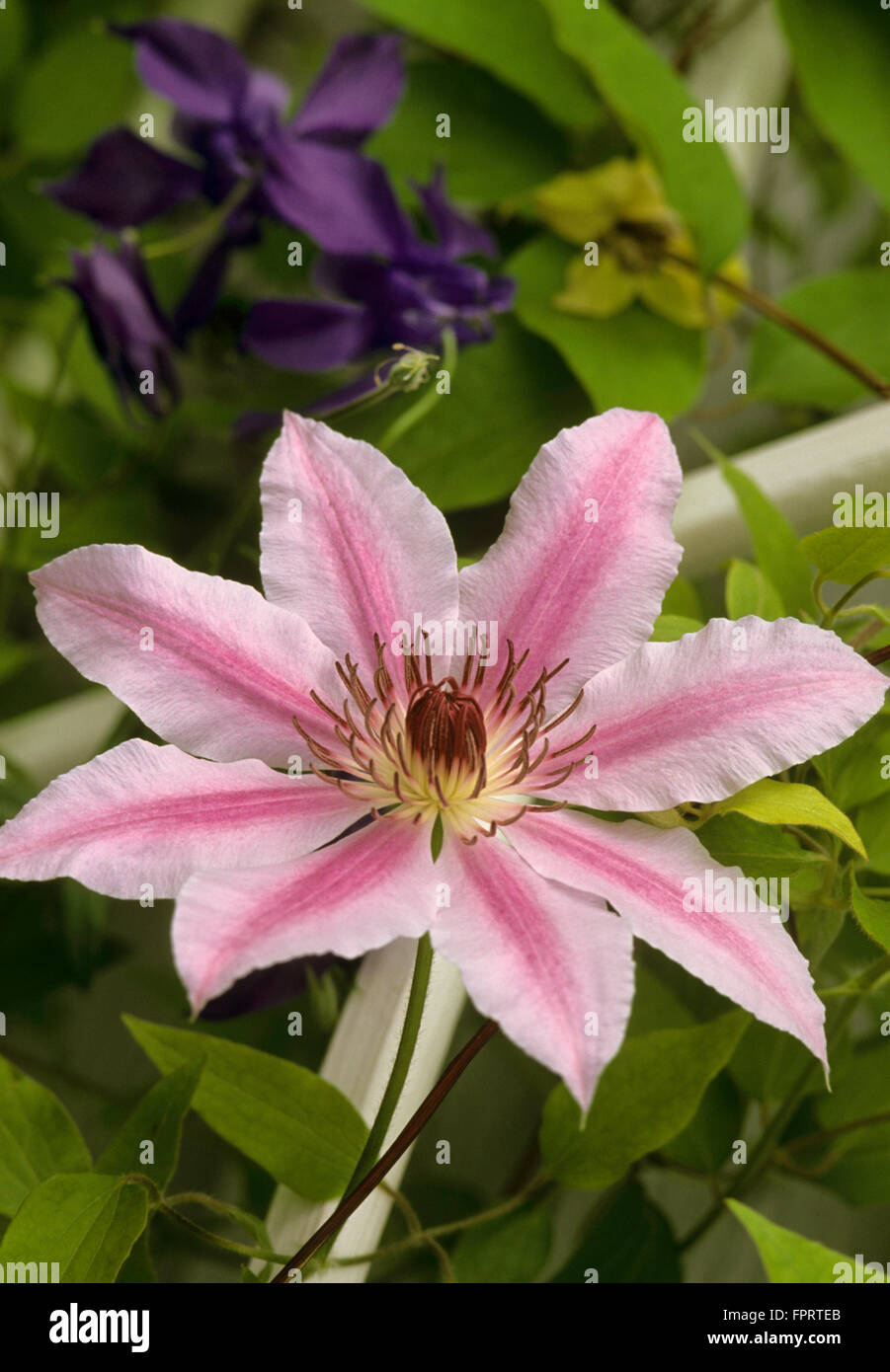 Clematis NELLY MOSER Stock Photo