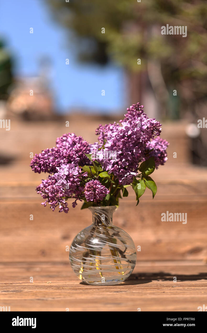 The common lilac plant, Syringa vulgaris, comes in the form of a shrub or a small tree. Stock Photo