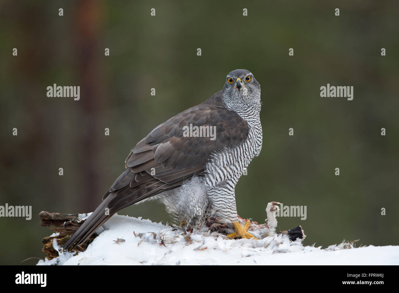 Northern goshawk (Accipiter gentilis) with prey, Nord-Trøndelag, Norway ...