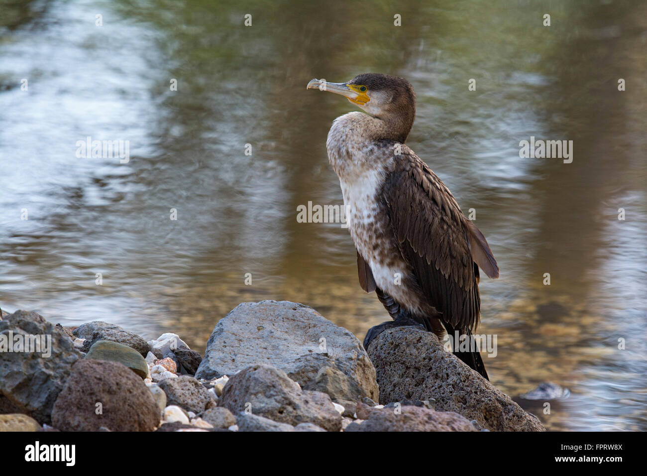 Cormorant (Phalacrocorax carbo) sitting on stone by the river, Sardinia, Italy Stock Photo