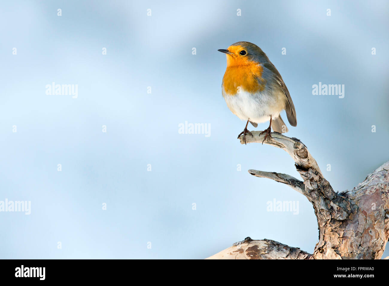 Robin (Erithacus rubecula), Tyrol, Austria Stock Photo